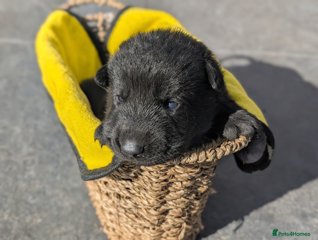German Shepherd dogs for sale: Gorgeous Black German Shepherd Puppies. - Image 22