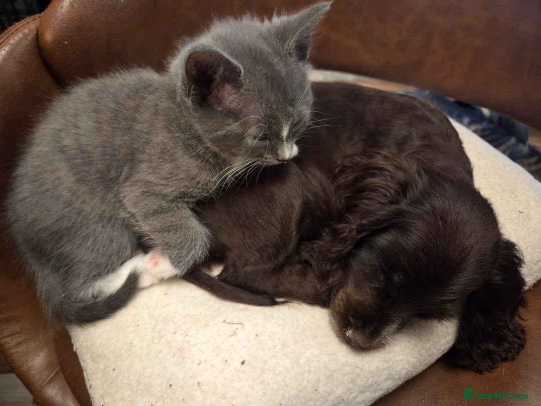 Mixed Breed cats for sale:  **  Beautiful  **  Kittens  **  - Advert 12