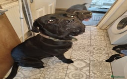 Cane Corso dogs for sale: 2 year old cane corso male  - Image 5