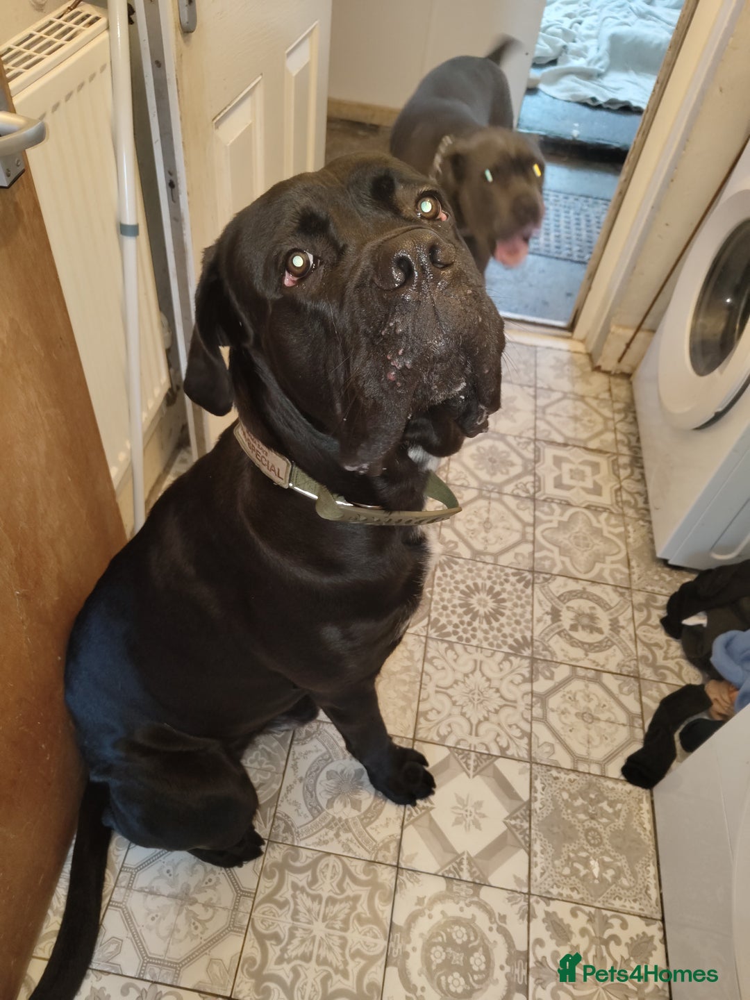 Cane Corso dogs for sale: 2 year old cane corso male  - Image 5