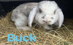 French Lop rabbits for sale: French Lop Bucks  READY NOW!! - Image 1