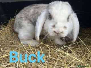 French Lop rabbits - Advert 13