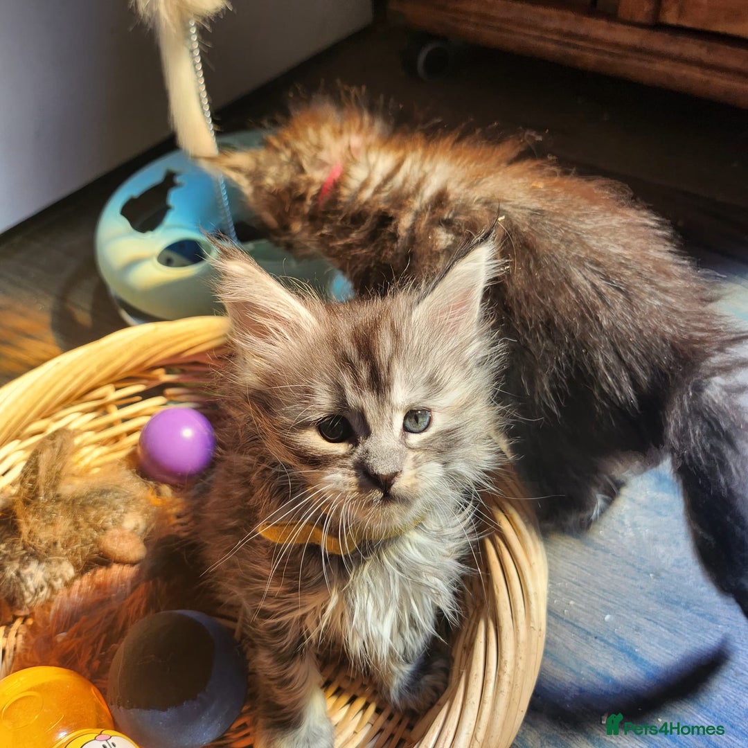Maine Coon cats for sale: Maine coon purebred pedigre xl active in Barnsley - Image 9