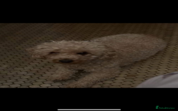 Cockapoo dogs for sale: 5 f1 cockerpoo puppies  - Image 4