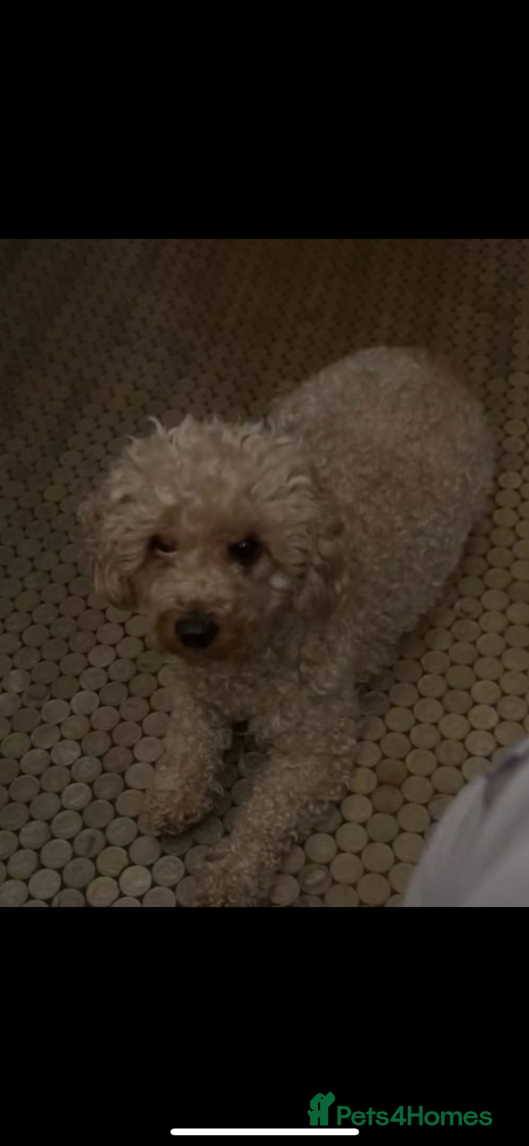 Cockapoo dogs for sale: 5 f1 cockerpoo puppies  - Image 4