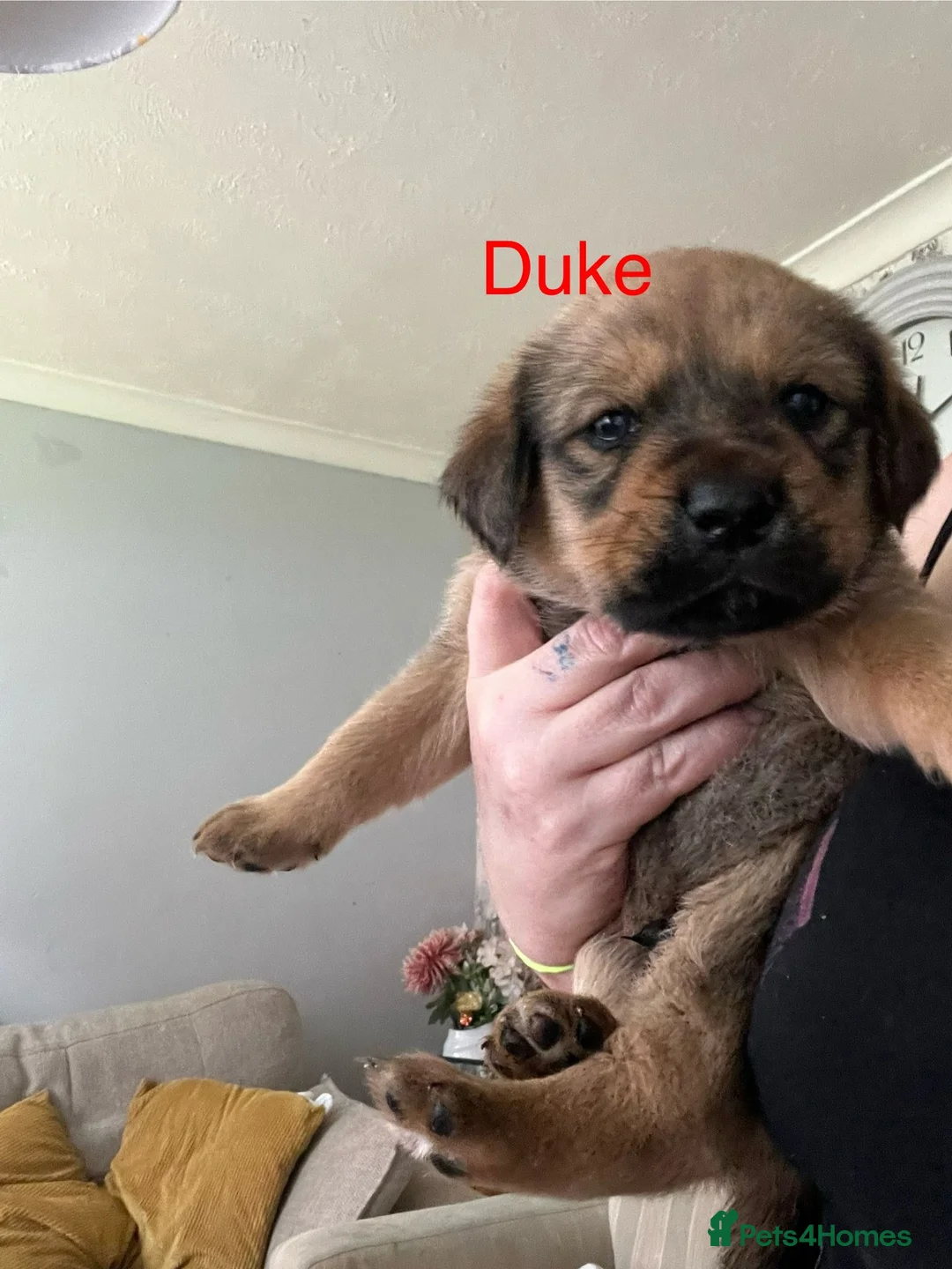 Mixed Breed dogs for sale: Rottweiler puppies  - Advert 3