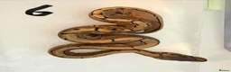 Python Snake reptiles for sale: Collection of Royals  - Advert 21
