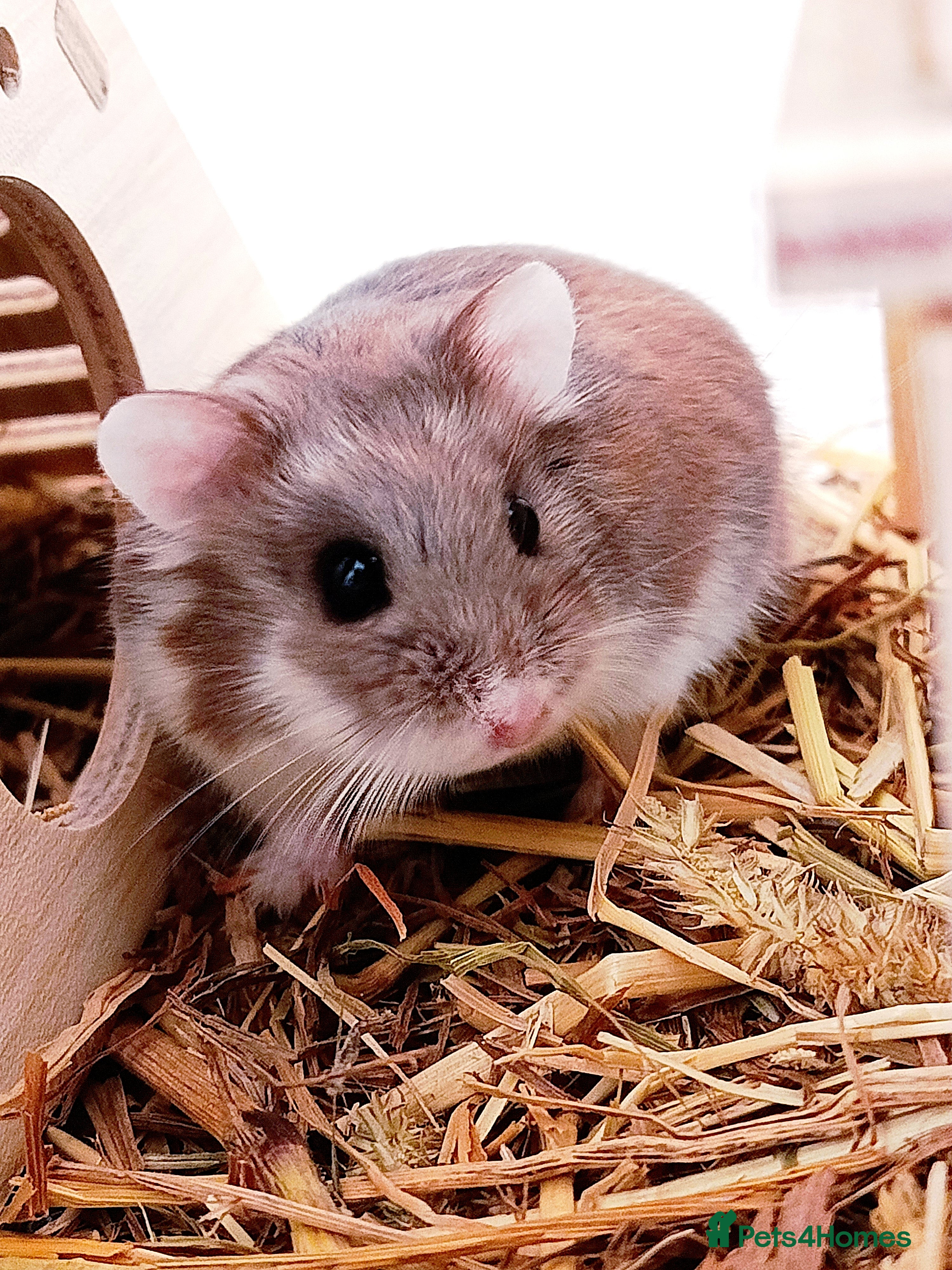 Hamster rodents ✨🐹 Tiny Star Roborovski Hamster Boy! - Advert 11