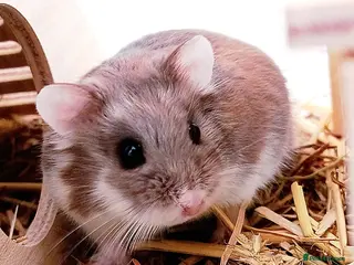 Hamster rodents ✨🐹 Tiny Star Roborovski Hamster Boy! - Advert 16