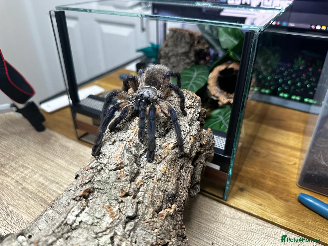 Tarantulas invertebrates for sale: Tarantula collection for sale  - Advert 2