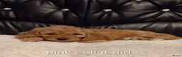 Cockapoo dogs for sale: F1b cockapoos ,4 boys and 4 girls  - Advert 8