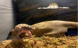 Gecko reptiles for sale: Lampard gecko  - Image 1