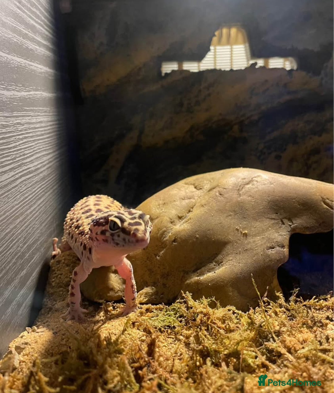 Gecko reptiles for sale: Lampard gecko  - Image 1