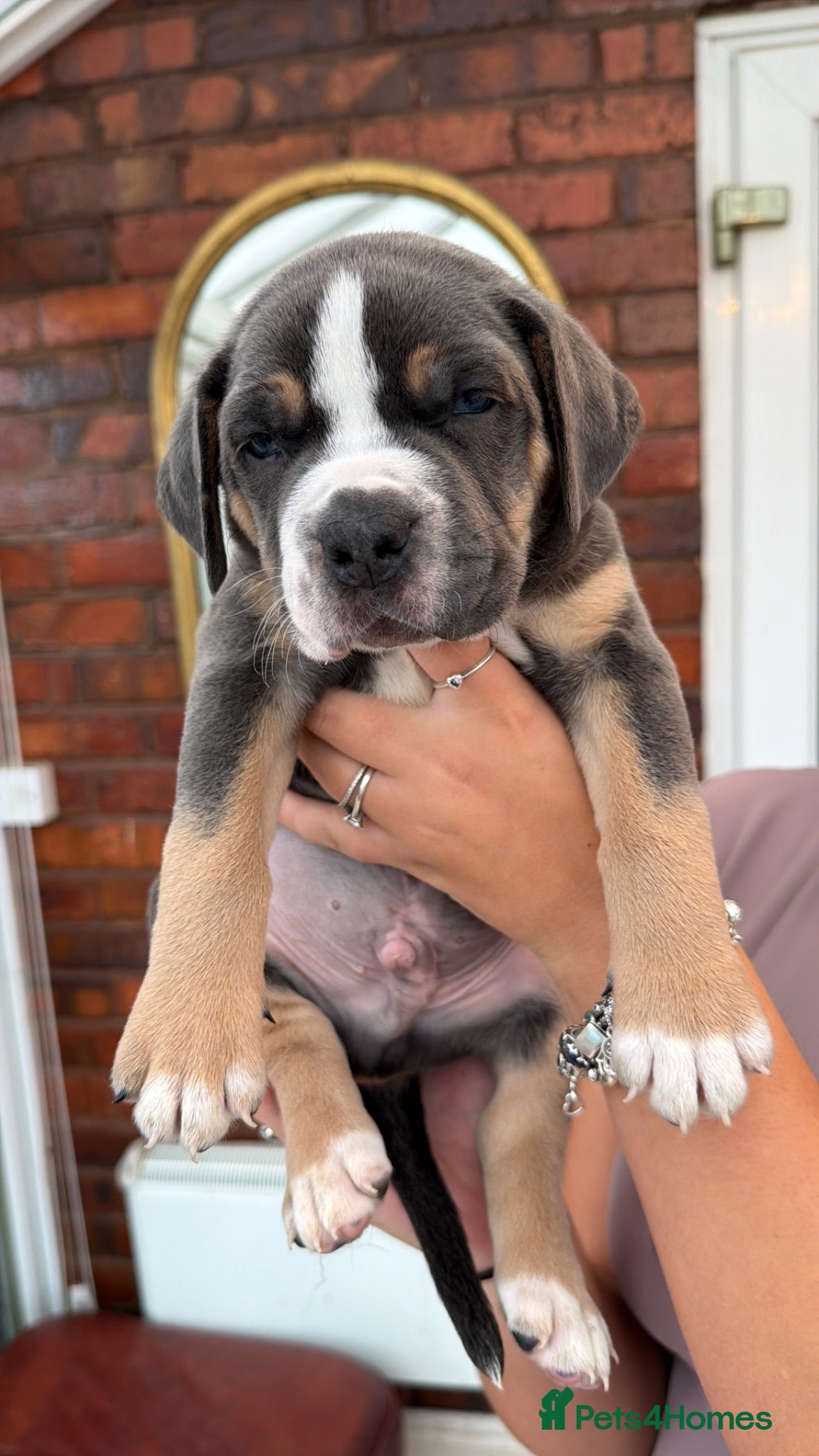 Mixed Breed dogs Cane corso x presa - Advert 2
