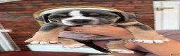 Mixed Breed dogs for sale: Cane corso x presa - Advert 2