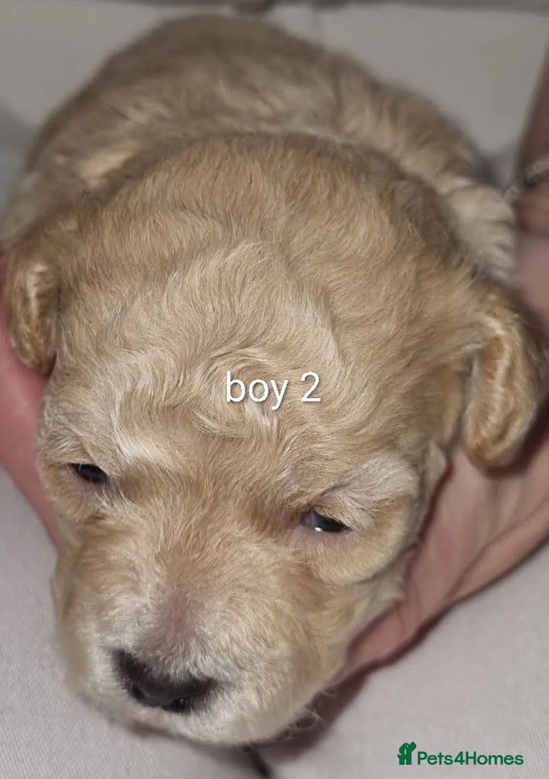 Maltipoo dogs for sale: Beautiful teddy bear maltipoos in Southampton - Advert 2