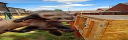 Ferret rodents for sale: Ferret hob kits in Hereford - Advert 12