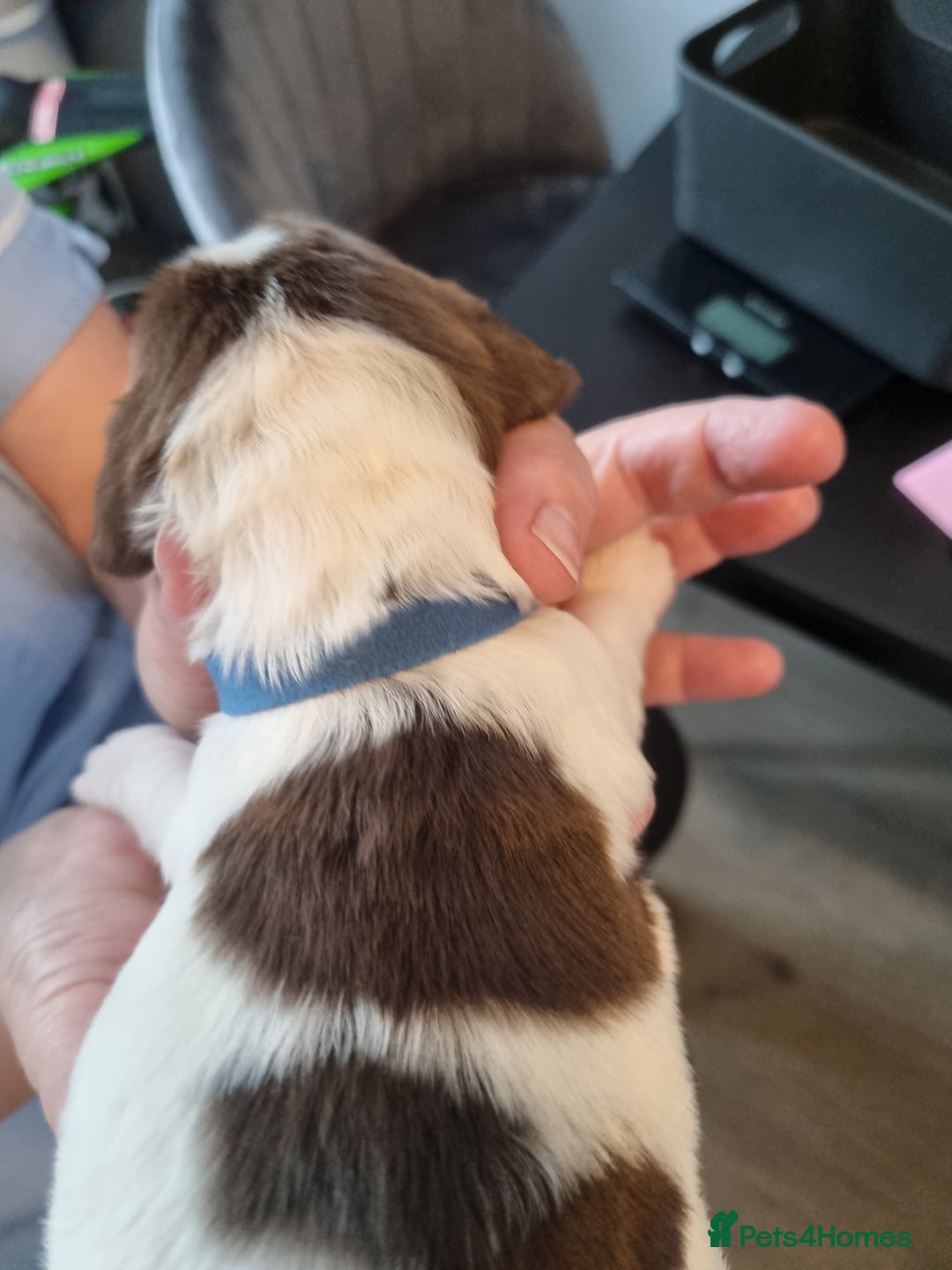 Sprocker dogs for sale: Sprocker  - Image 7
