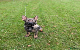 German Shepherd dogs for sale: German Shepherd puppies  - Image 7