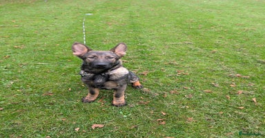 German Shepherd dogs - Advert 8