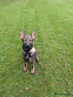 German Shepherd dogs - Advert 14