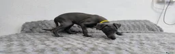Whippet dogs for sale: (Solid) Blue Whippet KC Registered Puppies - Advert 11