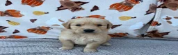 Golden Retriever dogs for sale: Beautiful golden retriever puppies - Advert 15