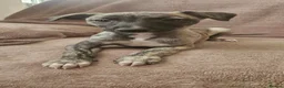 Whippet dogs for sale: KC HEALTH AND HEART TESTED WHIPPETS - Advert 6
