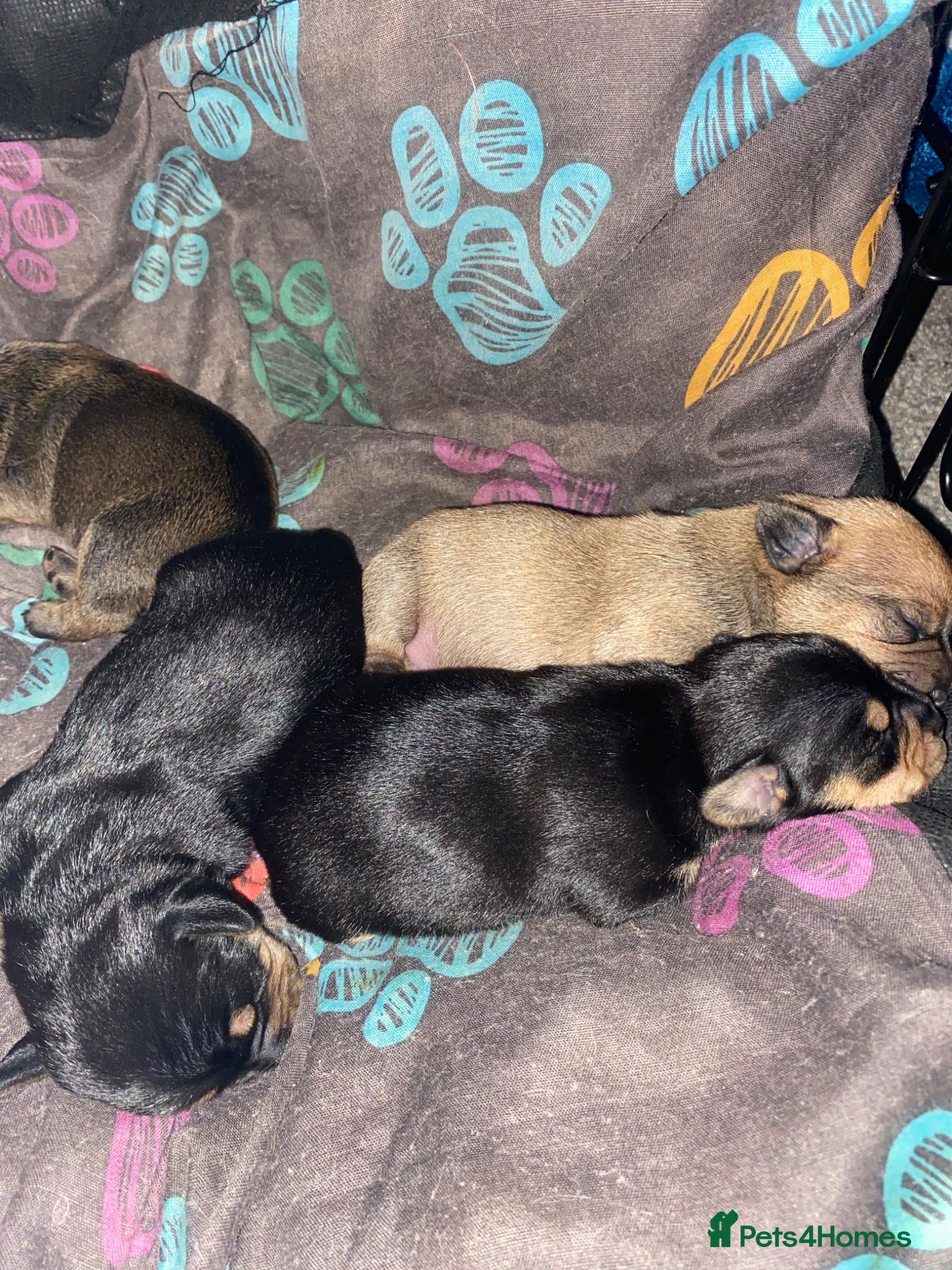 Mixed Breed dogs Jackshund puppies  - Advert 10