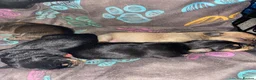 Mixed Breed dogs for sale: Jackshund puppies  - Advert 1