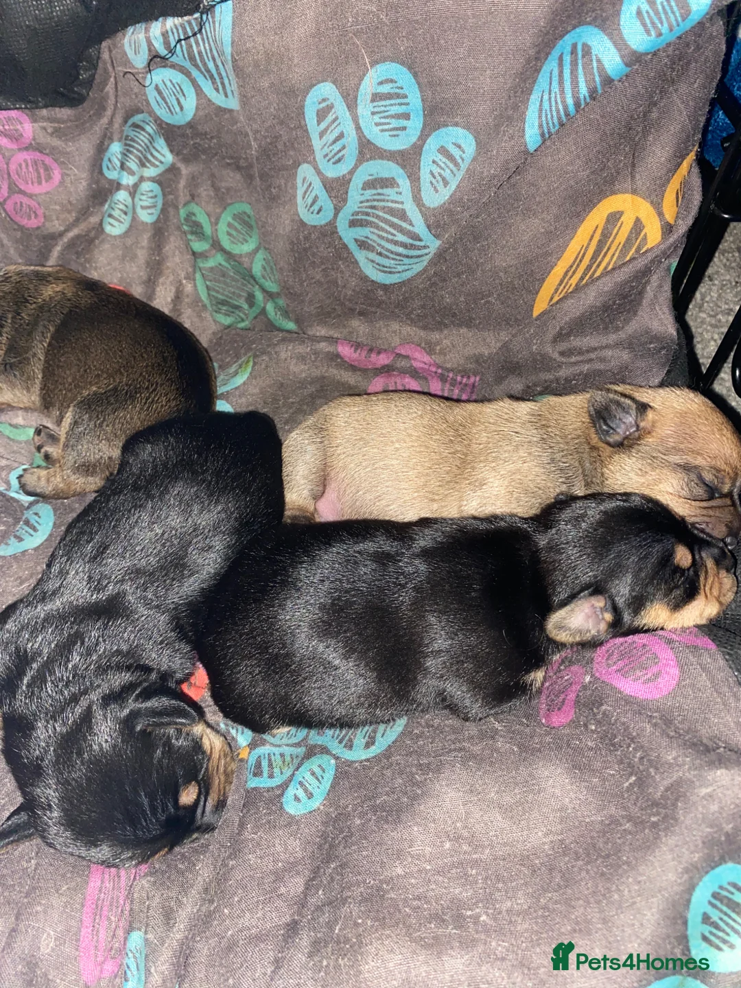Mixed Breed dogs for sale: Jackshund puppies  - Advert 1