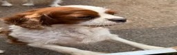 Cavalier King Charles Spaniel dogs for sale: Cavalier King Charles puppies - Advert 4