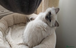 Ragdoll cats for sale: Pedigree Ragdoll Kittens  - Image 8