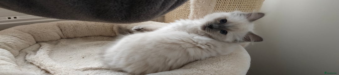 Ragdoll Kitten 3