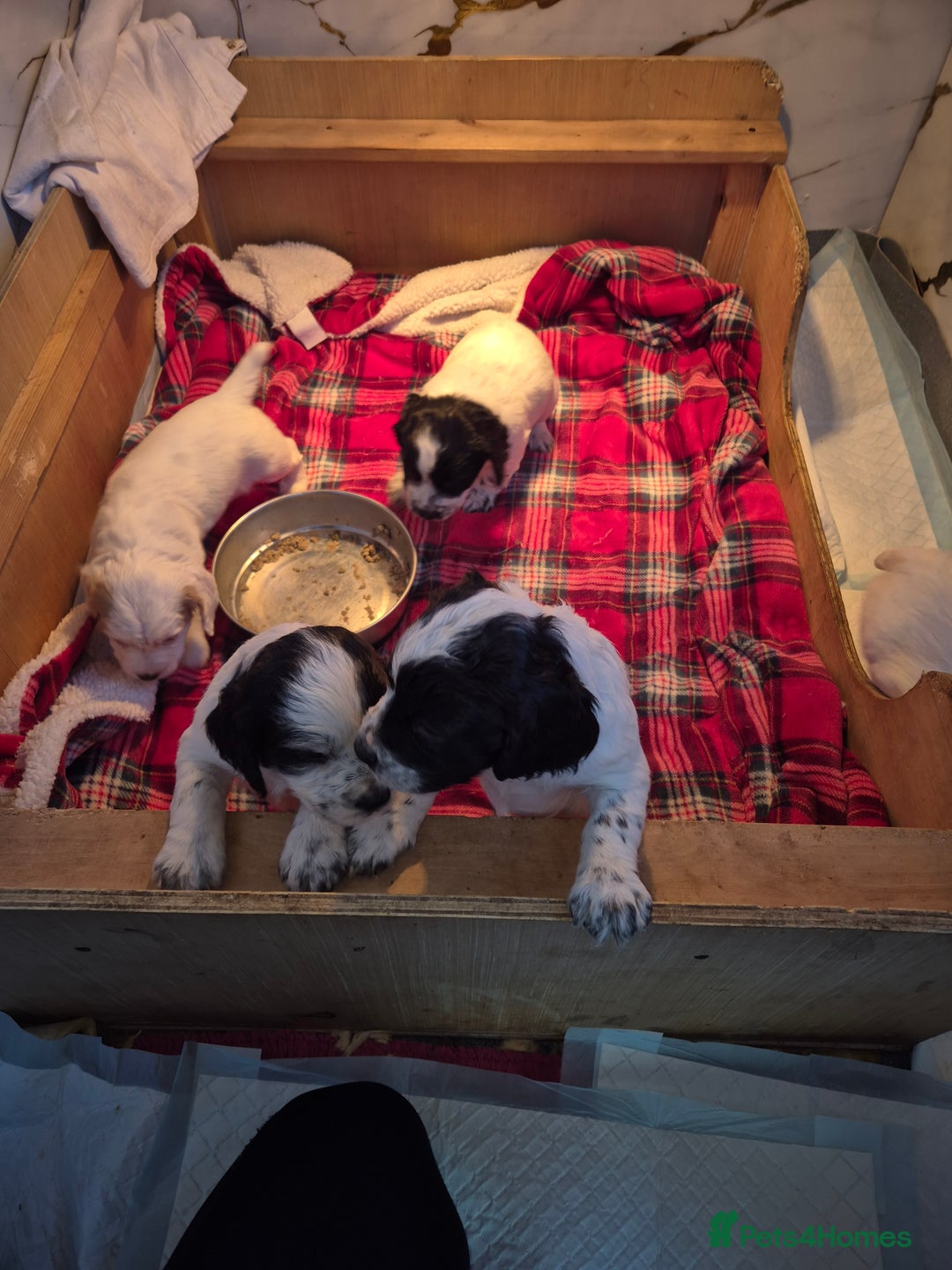 Cocker Spaniel dogs for sale: Cocker spaniel puppies - Advert 2