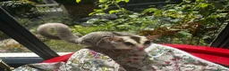 Sugar Glider rodents for sale: Platinum Mosiac and white faced female - Advert 7