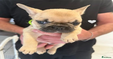 French Bulldog dogs - Advert 12