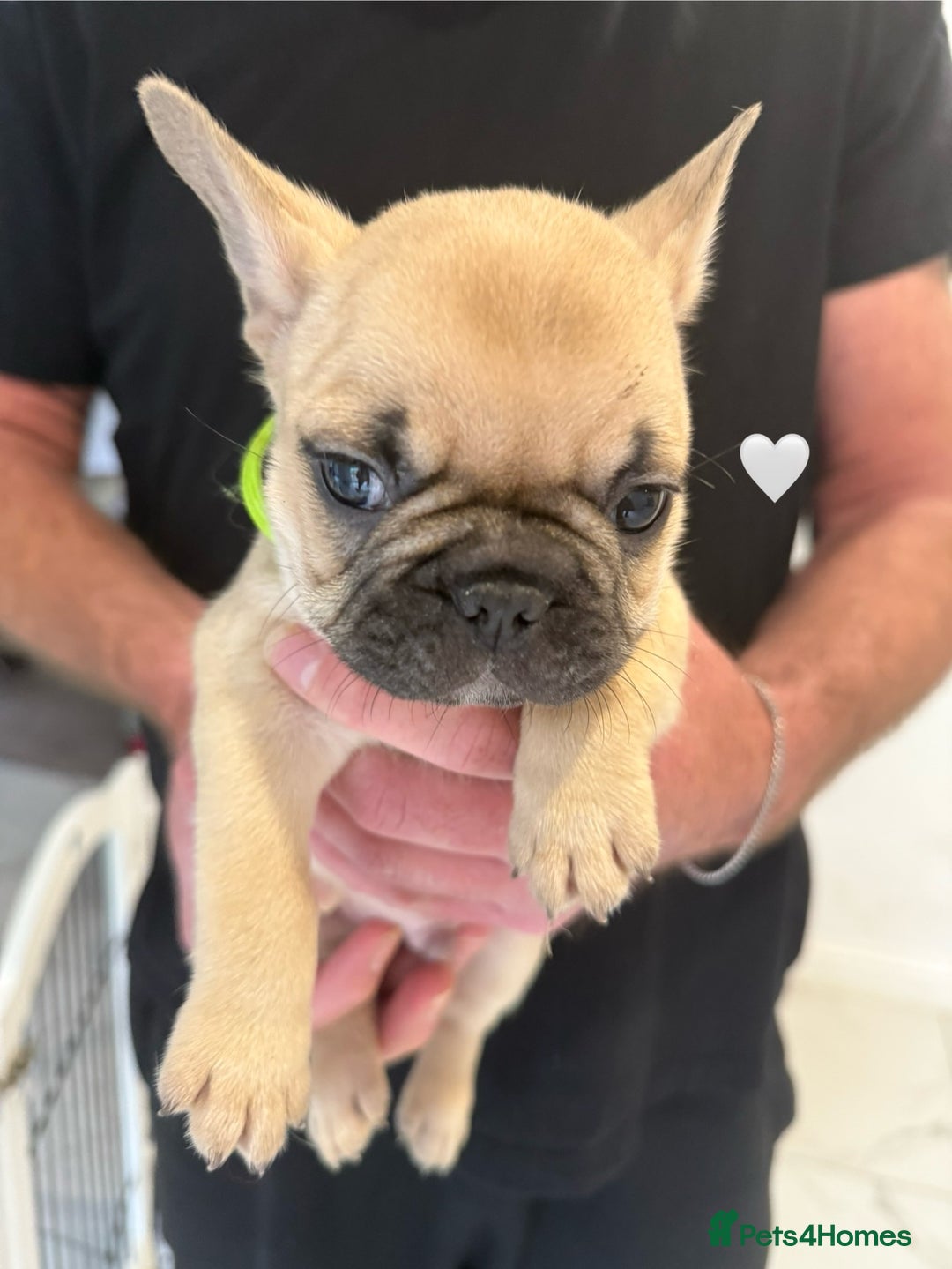 French Bulldog dogs for sale: Fawn French Bulldogs - Image 2
