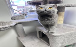 British Shorthair cats for sale: GCCF British short hair kittens for loving homes  - Image 12