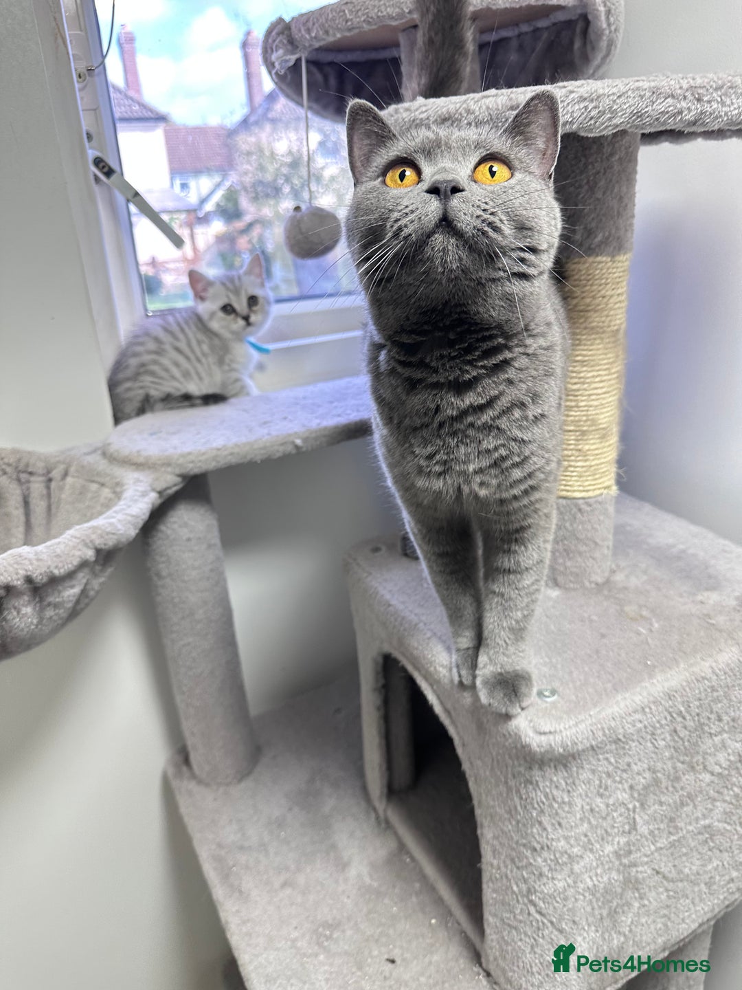 British Shorthair cats for sale: GCCF British short hair kittens for loving homes  - Image 12