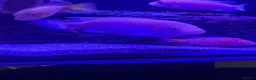 Cichlids fish for sale: African Cichlids & Tropical Fish - Bulk  - Advert 5