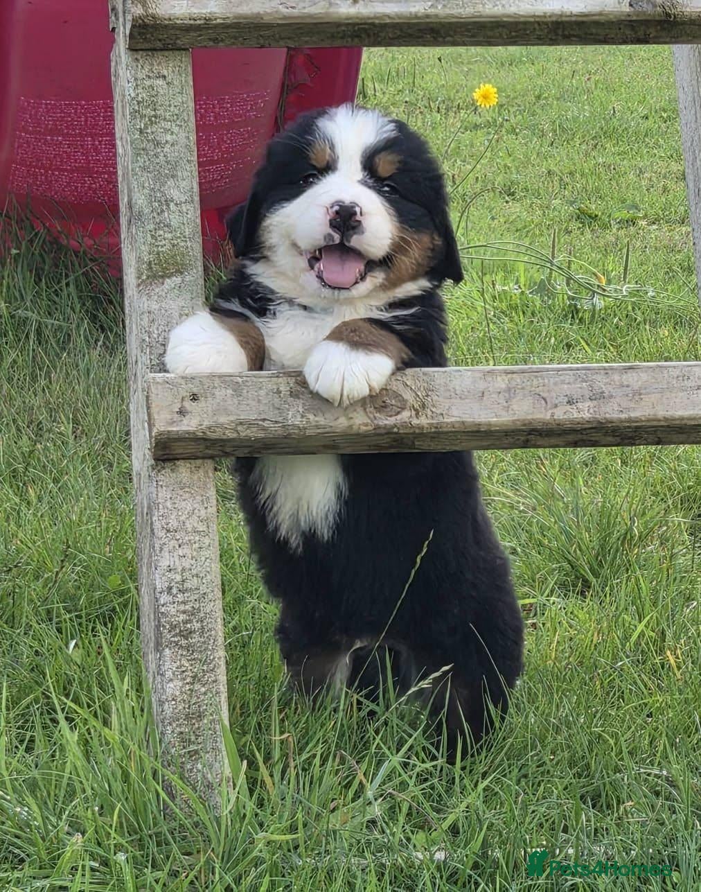 Bernese Mountain Dog dogs Quality Purebred Bernese Mountain Dog Pups  - Advert 3