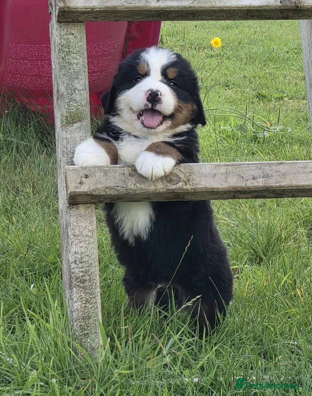 Bernese Mountain Dog dogs for sale: Quality Purebred Bernese Mountain Dog Pups  - Advert 1