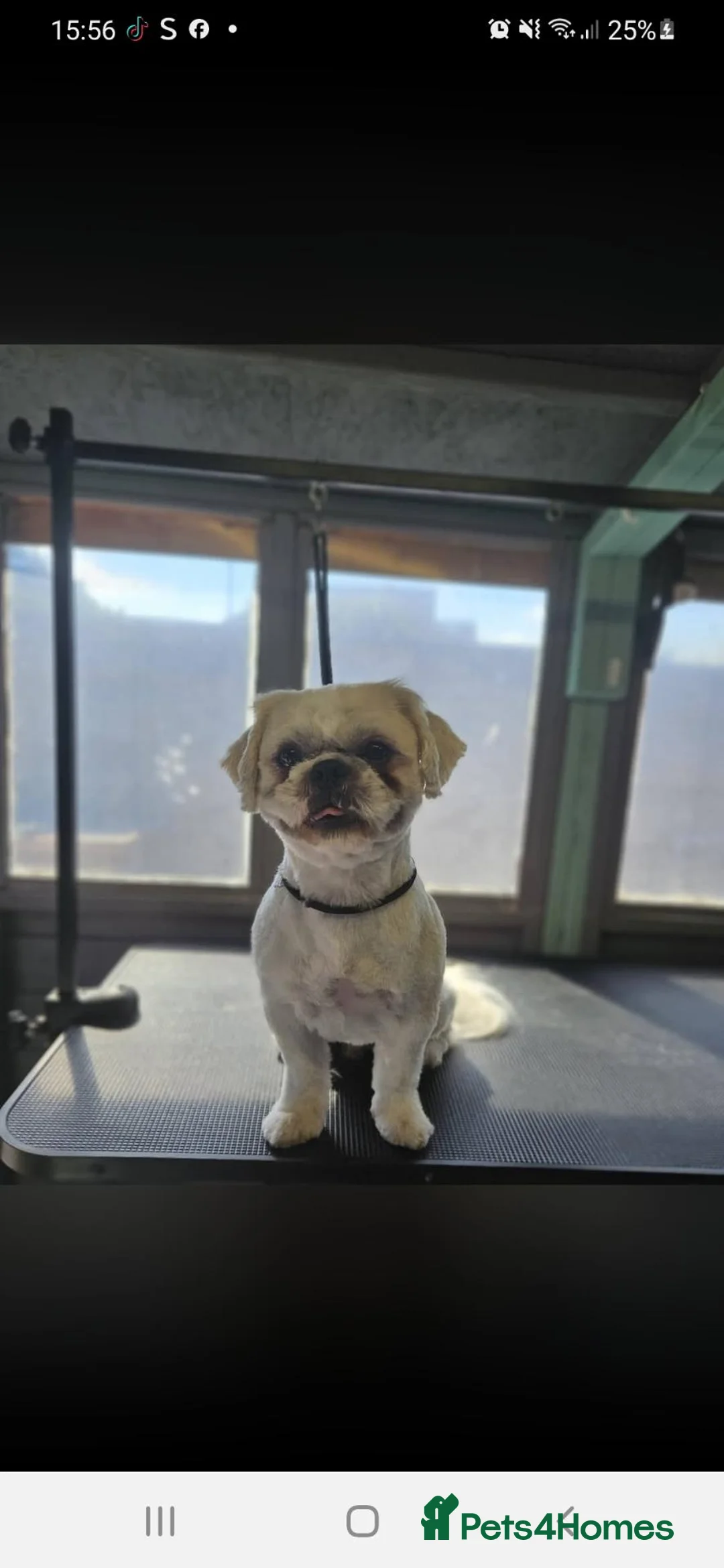 Shih Tzu dogs for sale: Bear  - Advert 2