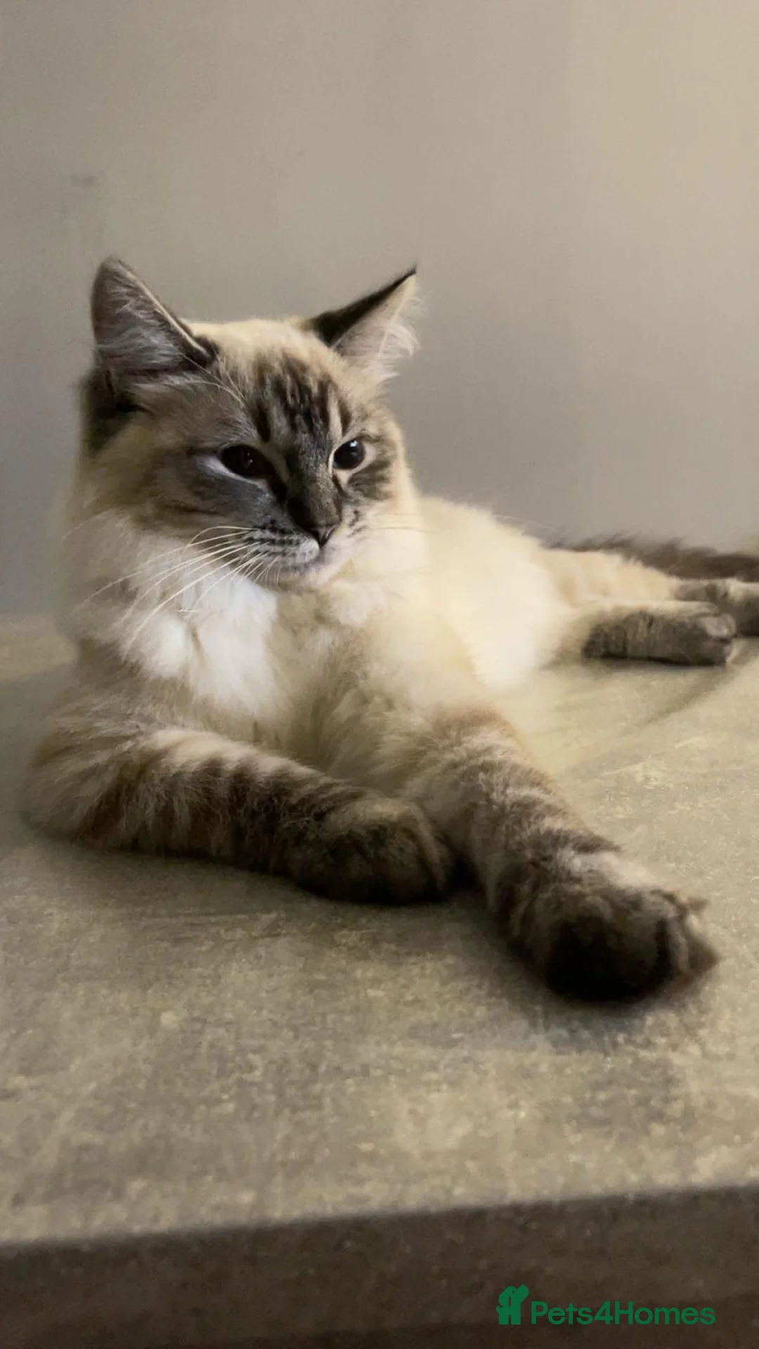 Ragdoll cats for sale: Ragdoll kittens-pure breed  in Bradford - Advert 33