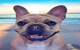 French Bulldog dogs for sale: Girl French bulldog 3 yrs  - Image 5