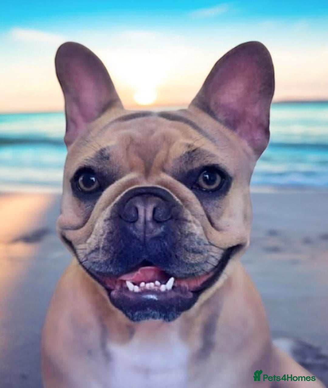 French Bulldog dogs for sale: Girl French bulldog 3 yrs  - Image 5