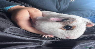 Guinea Pig rodents - Advert 16