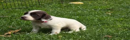 Mixed Breed dogs for sale: *Therapy bred* Clumber cocker springer cross  - Advert 9