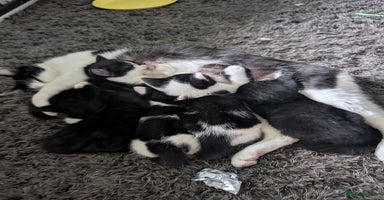 Mixed Breed cats - Advert 1